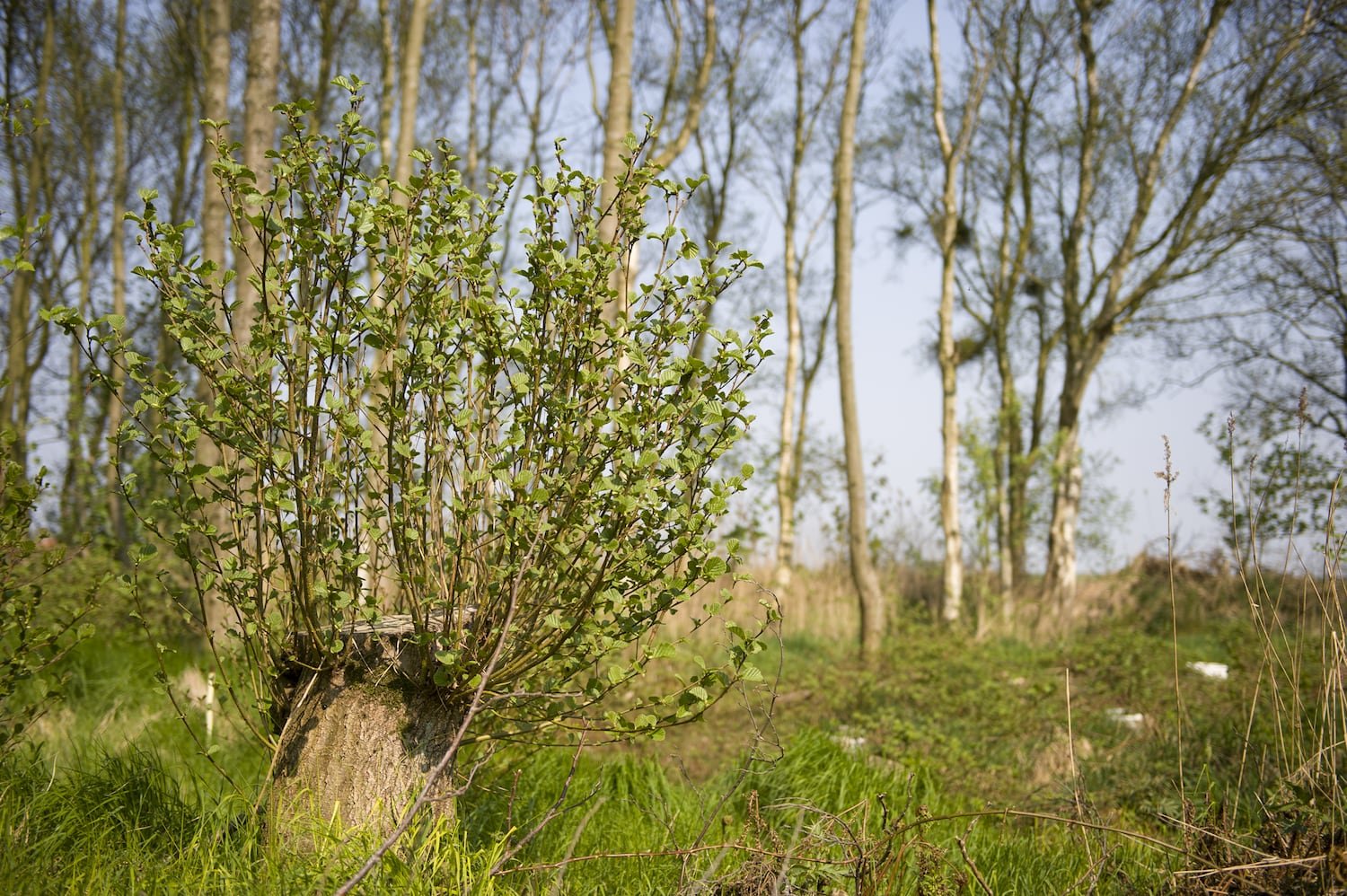 Book "Eendenkooien" — 2