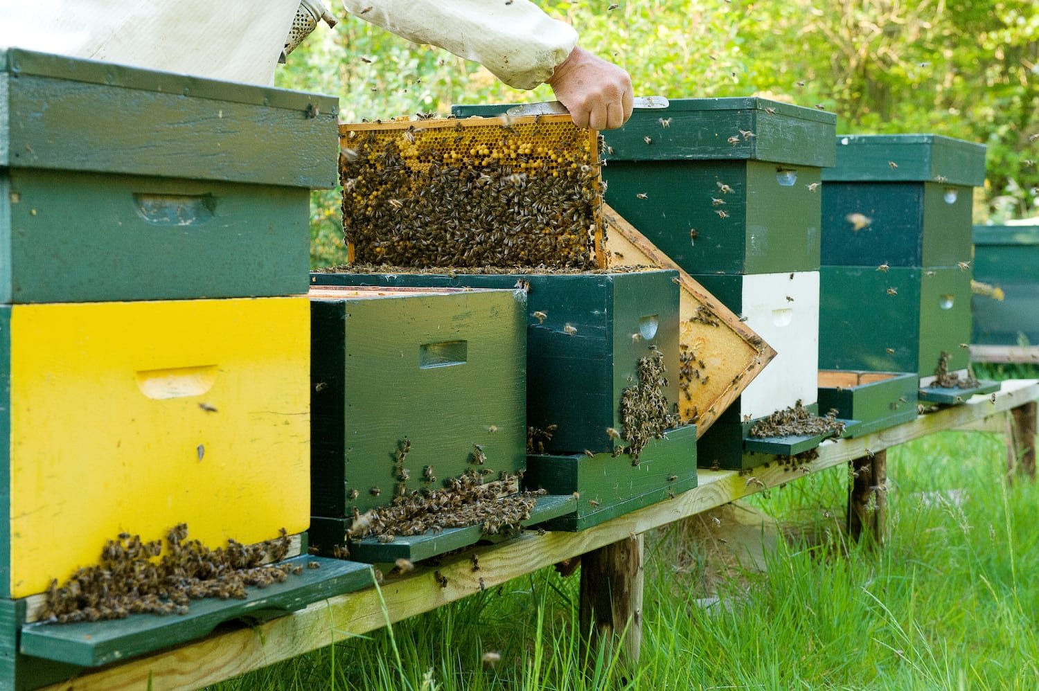 Book "Eendenkooien" — 6